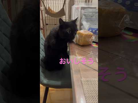 おいしそうなパンを見つけて２本足で香りを楽しんでいる黒猫　#shorts #cat #blackcat #黒猫 #ミヌエット