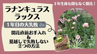 《大失敗ラナンキュラス・ラックス》夏越し注意！これやると球根腐ります(^^;／開花直前お手入れ