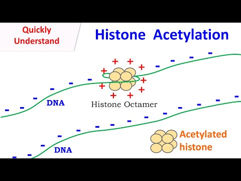 Histone Acetylation