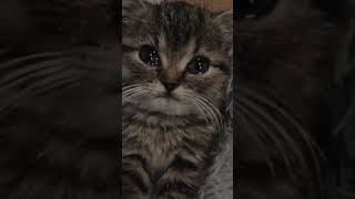 Cute Cat and Kittens he is cry🥹🙏😥😥 #cutekitty #kitty #meowgical #lovelycat#583 | Meow Meow| #shorts