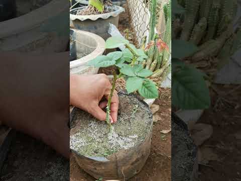 Rose grafted wound check #grafting #agribuzz