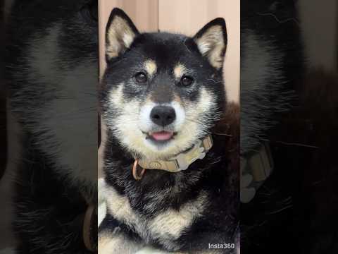 【保護犬なずな】おやつで仲良くなりたいパパさん😅