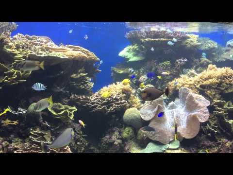 Barrier Reef - Aquarium Exhibits