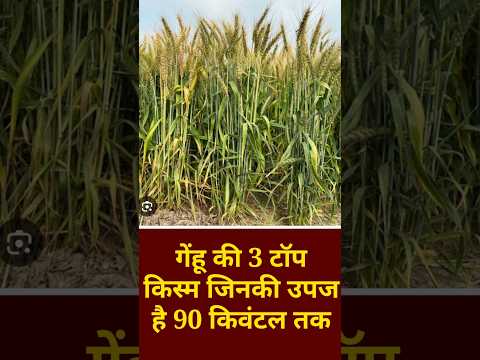 Gehu ki best 3 variety | गेहूं की सबसे अधिक पैदावार देने वाली 53वैरायटी🌱Wheat top three variety