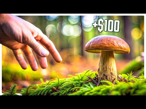 This Rare Mushroom is Going to Make Me RICH - Mushroom Season