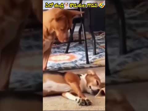 అసలు నిద్ర🐕ఎలా పడుతుంది🥸రా నీకు🤣 #shorts #funnydog