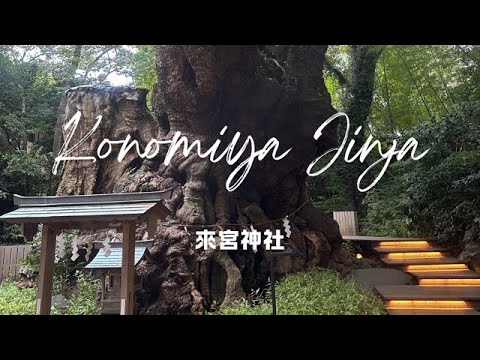 Yes,Let's go to Shizuoka!（Kinomiya Jinja）そうだ、静岡へ行こう！（來宮神社）【4K】