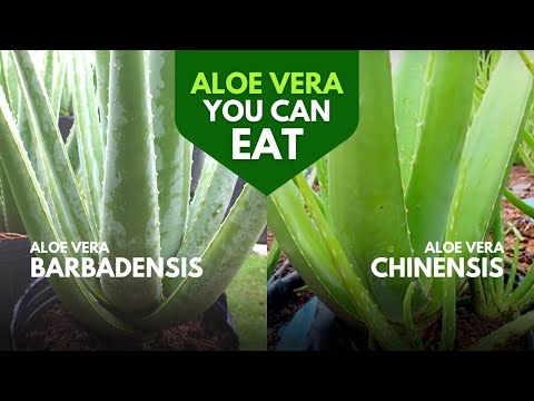 Which Aloe Vera is Edible?