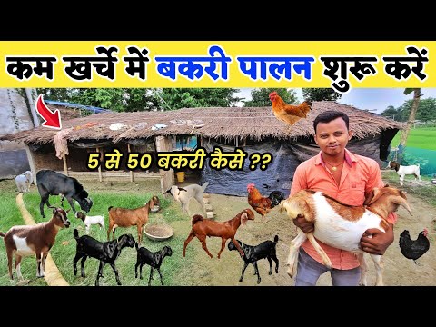 पांच बकरी से 50 बकरी बनाने का फार्मूला | Kam kharch se bakri palan kaise kare