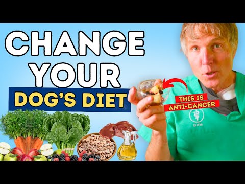 Prevent Cancer in Dog's with These 7 Budget-Friendly Diet Tips