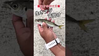 【生きアジの付け方・背掛け】#Fishing#釣り#釣り部#釣り好き