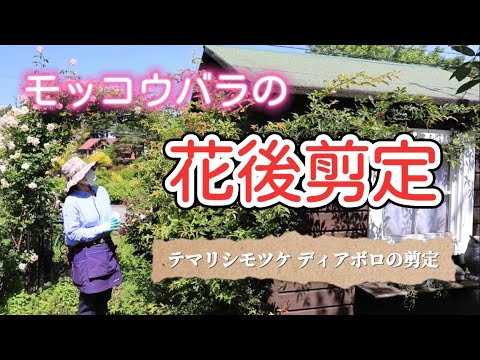 モッコウバラの花後剪定にチャレンジ‼️