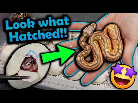 Baby Ball Pythons Hatching!! (We got a Surprise!)