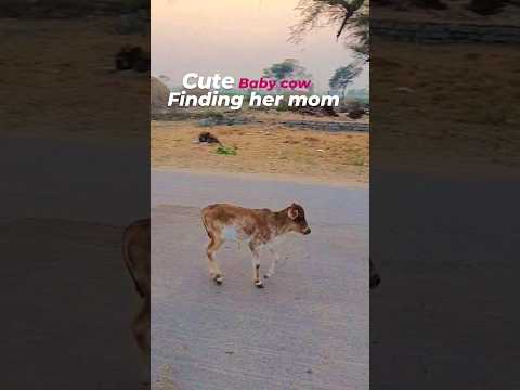 cute baby cow finding her mom 🤩😘🤩 #culture #cutecow #cow #indian