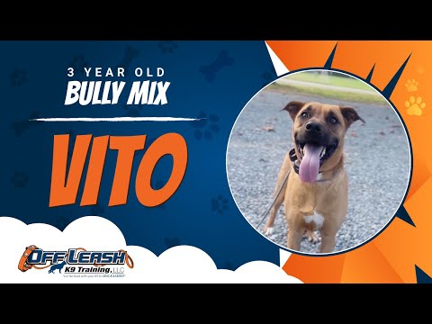 Bully Mixes, 3 Years Old, Vito | Best Dog Trainers Northern VA,  | Off Leash K9