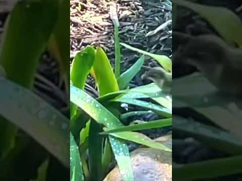 Hummingbird taking a bath in garden #shorts￼