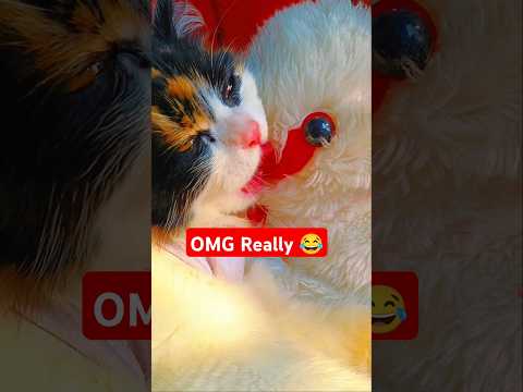 🤣What is the cat eating? #trending #foryou #funny #shorts #youtubeshorts