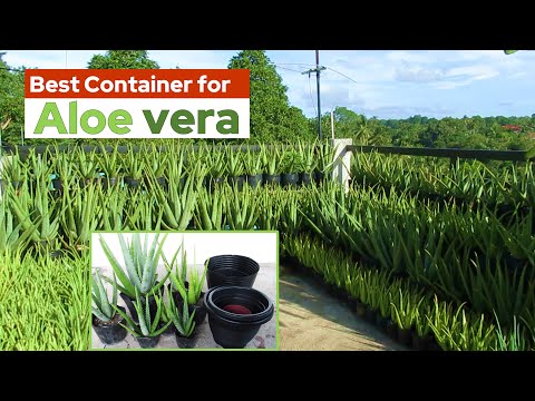 Best Containers or Pots for Growing Aloe vera Plant