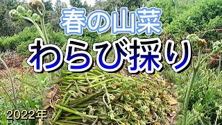 【 ０円食材 】山菜採り 山道 で 春の食材 わらび採り 2022年度 １回目