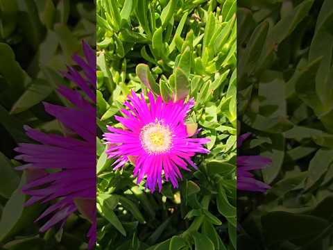 A 10-sec Journey Through a Beautiful Flower Garden #song #lovesong #cover