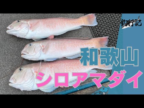 【釣行記】和歌山アマラバ編【1匹3万円】【超高級魚】