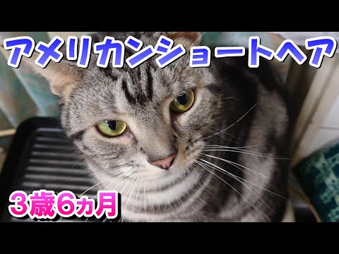 ３歳６ヵ月のごはんよこせアピール（アメリカンショートヘア）