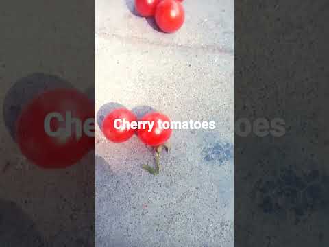 చెర్రీ టమాటోస్/Cherry tomatoes#naliniravindraprasad #shorts #ytshorts #short