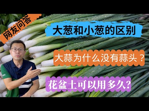 网友问答6：大蒜为什么没有蒜头？什么是小葱，大葱？花盆土可以用多久？