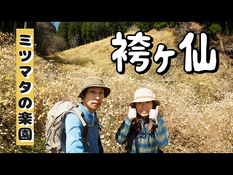 【袴ヶ仙 (岡山県美作市)】ミツマタの楽園。山のあちこちに咲いてます。山頂からの展望も最高ですよ／Mt.Hakamagasen (Mimasaka City, Okayama Prefecture)