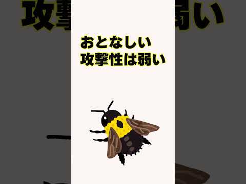 クマバチ・クマンバチとは？クマバチの生態 クマバチの対処方法 #shorts   #害虫駆除 #スズメバチ