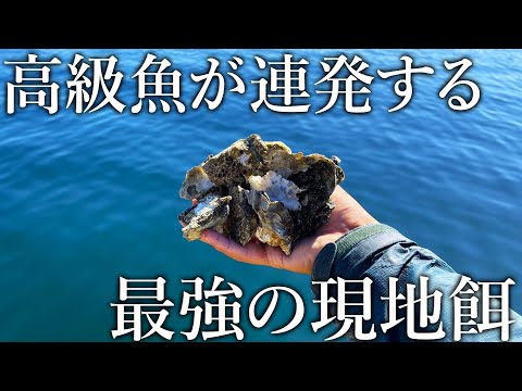 漁港に群生する牡蠣で巨大なカワハギや高級魚が釣れすぎる…