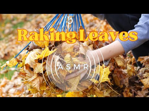 Busy Raking Leaves | ASMR to Relax this Autumn