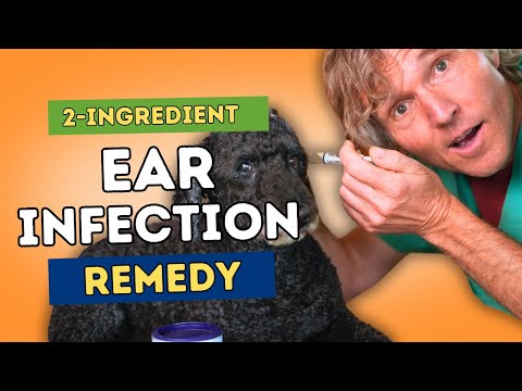 Dog Ear Infection: Easy OTC Home 'Kitchen' Recipe