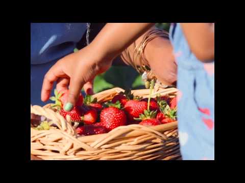 Fall In Love With Strawberries | Visit Virginia Beach