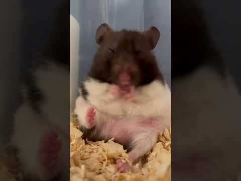 可愛倉鼠🐹黃金鼠，肥嫩多汁小肥肉～～～「小妹」