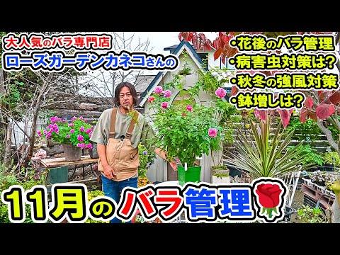 【11月のバラ管理】来年も素晴らしいお花を咲かせよう!ローズガーデン・カネコさん