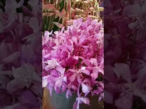 Vlog #1049 Flower Arrangement / Bird Of Paradise/Heleconia Rostrata And Orchids Flowers 🌸🌸🌸