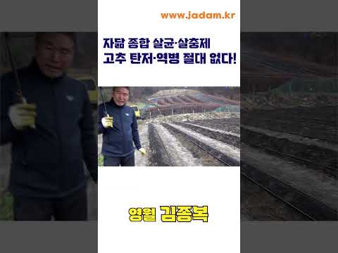 자닮식 방제, 고추 탄저·역병 절대 없다! (Everthing is solved with JADAM All-Purpose Pesticide)