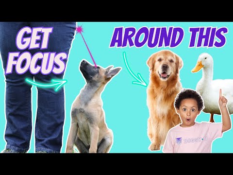 Train Your Puppy to Focus On You Around Distractions