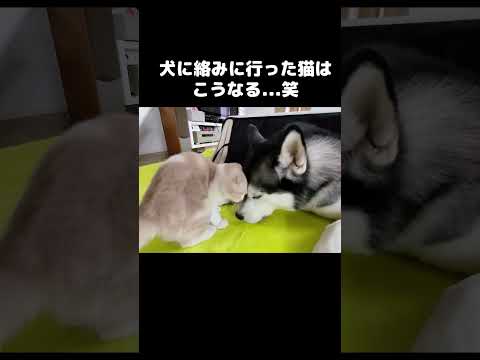 犬に絡みに行った猫はこうなります...笑#shots