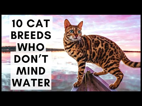 10 Cat Breeds Who Don’t Mind Water