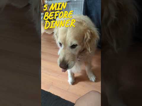 My dog dinner time drama @GabieCocoMarmora #short #dog #goldenretriever