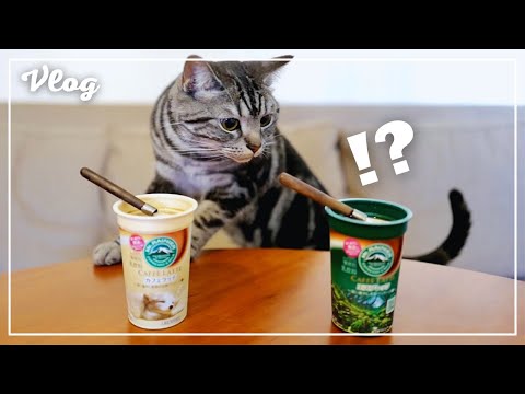 When I make pudding with my wife's favorite chilled coffee, my cat looks like this. [Vlog]