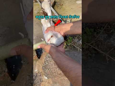 কবুতরকে গোসল করানোর সঠিক পদ্ধতি || #Pigeon Bath  #Dirty pigeon #viral #shorts