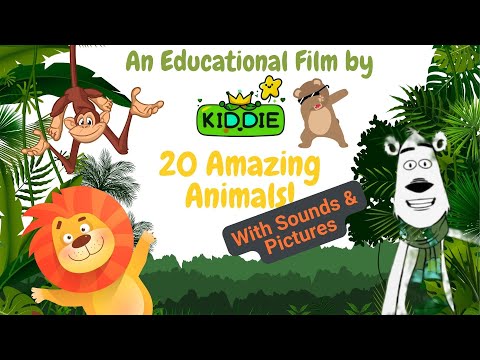 Discover 20 amazing animals | Funny animal videos for kids to learn (with sounds and pictures)