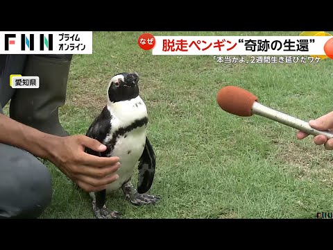 脱走ペンギンが2週間生き延び奇跡の生還「本当かよ」出張動物園から逃げ出すも見つかる　愛知