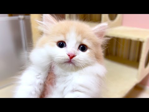 【マンチカンの子猫】取り残されてテンパる子猫ちゃんの件 ～猫のいる生活Vol.1041～出産動画 マンチカン短足・ミヌエット・ペルシャ猫専門ブリーダー『ペット蔵人』【子猫の成長記録】