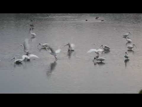 茄萣黑面琵鷺用餐中（英文名：Black-faced Spoonbill，学名：Platalea minor）