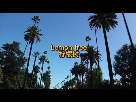 lemon tree柠檬树