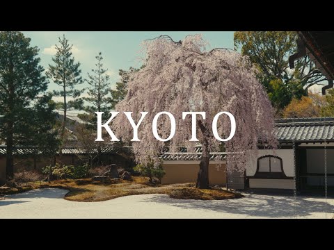 Cherry blossoms in Kyoto 2022 - 京都の桜